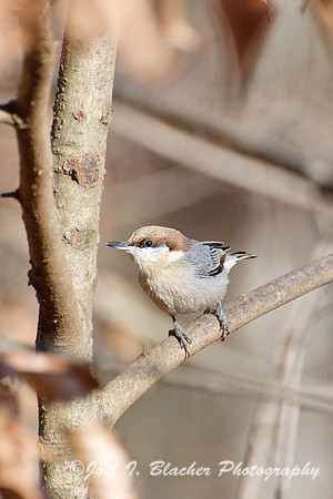 Brown Nuthatch 2, BTFP.jpg