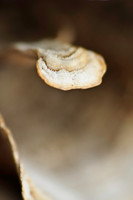 Fungi & Lichen