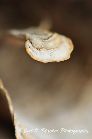 Polypore 2.jpg