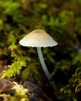 Fungi & Lichen