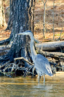 Shorebirds and Waders