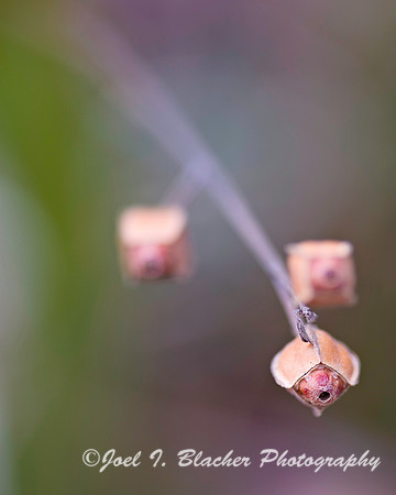Seed Husk 1.jpg