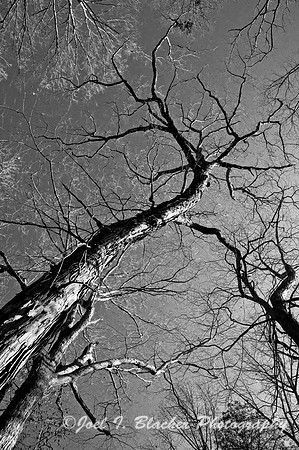 Big Trees Forest Preserve 1.jpg