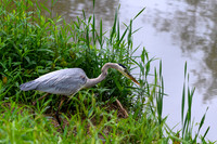 Great-Blue-Heron-Portrait-4-Chatt