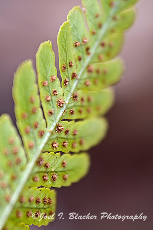 Autumn Fern 3.jpg