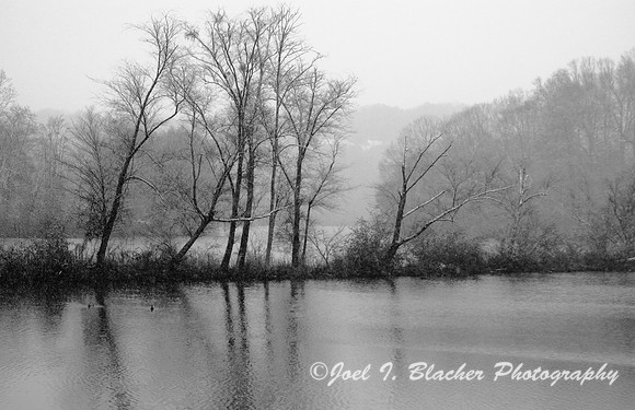 Trees on Snowy ChattahoocheeH B&W 1.jpg