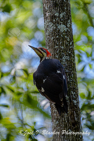 Pileated-Woodpecker-Chattahoochee