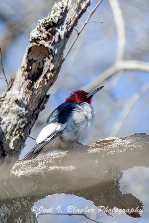 Red-headed-Woodpecker-Island-Ford