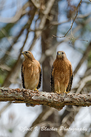 Red-shoulder-Hawks