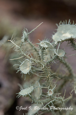 Cup-Lichen-Island-Ford
