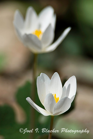 Bloodroot Pair.jpg