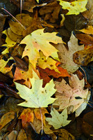 Fall Foliage