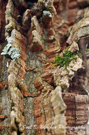 Sweetgum Bark 2.jpg