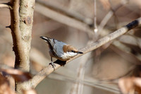 Woodpeckers and Nuthatches