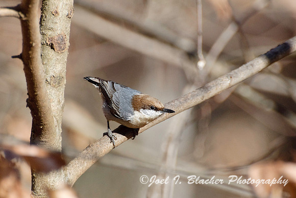 Brown Nuthatch 3, BTFP.jpg