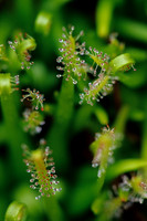 Flowers, Grasses, & Bog Plants