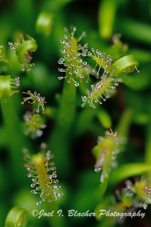 Threadleadf Sundew 1.jpg