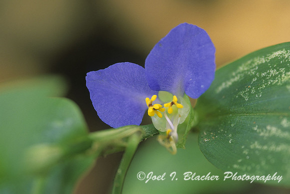 Commelina-communis-.jpg