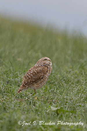 Burrowing-Owl-2-Badlands