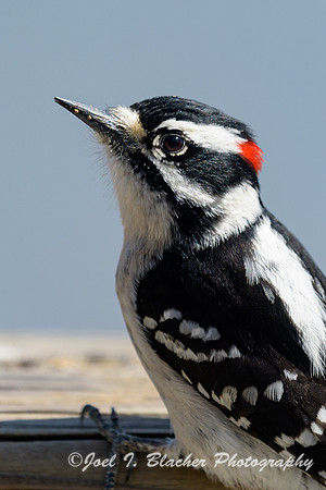 Downy-Woodpecker-Chatt-Obs-Deck