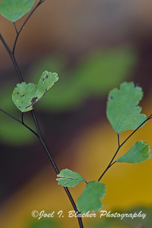 Maidenhair Fern 3, Adiantum sp.jpg