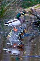 Ducks, Geese, Grebes and related