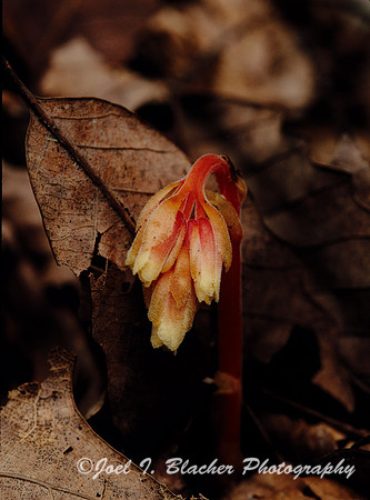 Pinesap.jpg
