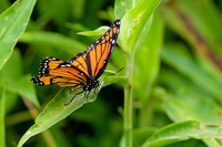 Butterflies and Moths