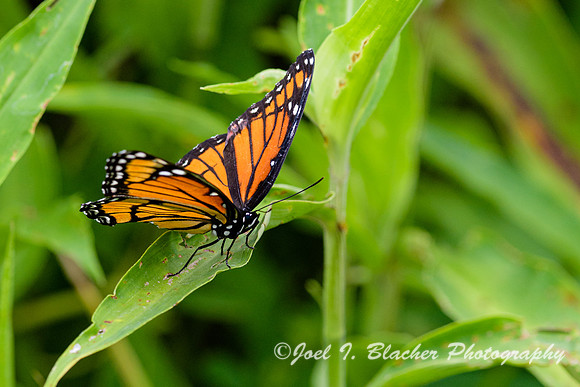 Monarch-in-Chattahoochee-NF