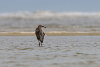 Shorebirds and Waders