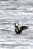 Hooded-Merganser-4H-Jekyll-Island