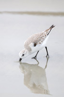 Shorebirds and Waders