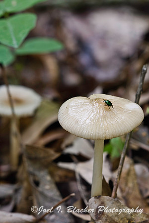 Green Beetle on Hygrocybe.jpg