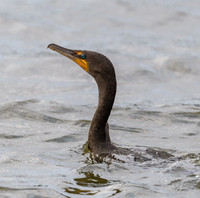 Shorebirds and Waders