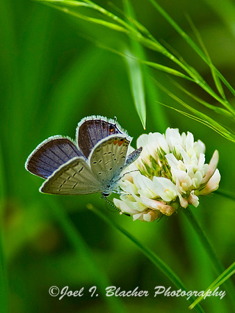 Eastern Tailed Blue.jpg