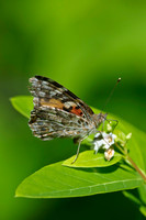 Butterflies and Moths