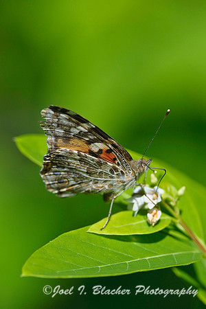 Painted Lady 1.jpg