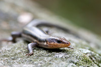 Reptiles & Amphibians