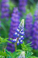 Flowers, Grasses, & Bog Plants