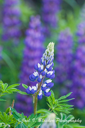 Lupins 1, Mitchell Mtn, NC