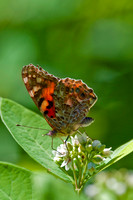 Butterflies and Moths