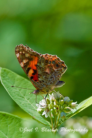 Painted Lady 2.jpg