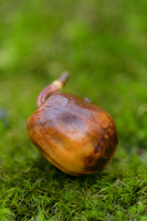 Acorn-Chestnut-Oak-Ft-Mtn-GA