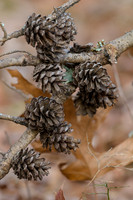Shortleaf-Pine-Cones-Ft-Mtn-GA