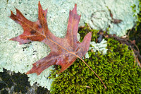 Scarlett-Oak-Ft-Mtn-GA