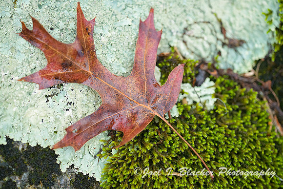 Scarlett-Oak-Ft-Mtn-GA