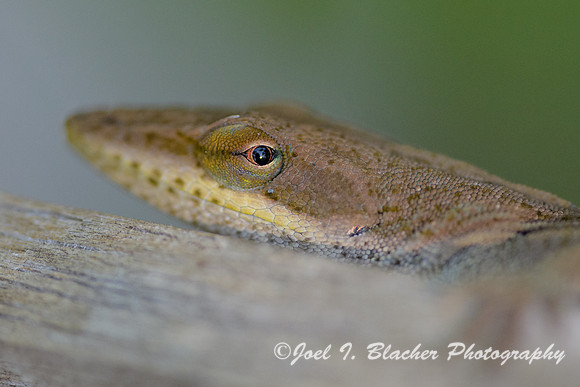 Anole-Portrait-2