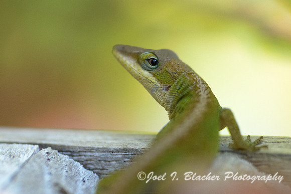 Anole-Portrait