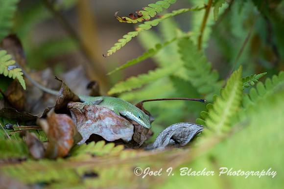 Anole-in-Autumn-Ferns