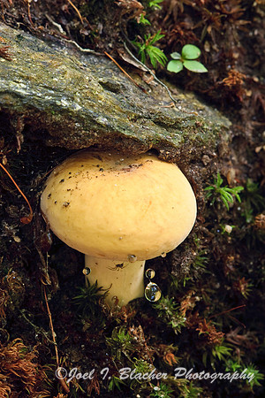 Mushroom and Spider 1.jpg